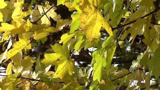 Gelbe Herbst Blätter