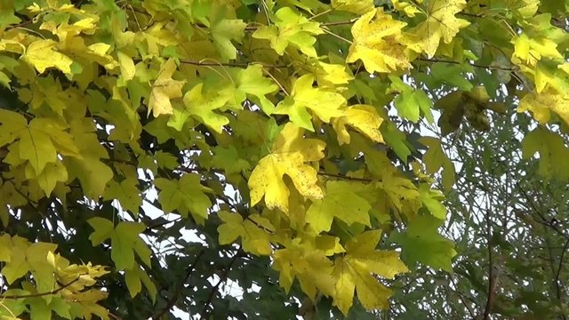 Gelbe Herbst Blätter