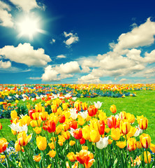 Field with colorful tulip flowers. Sunny blue sky