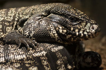 Fototapeta premium Lizard