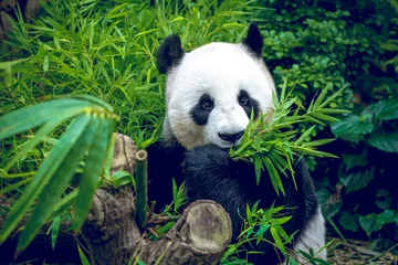 Crédence en verre imprimé Panda Panda géant affamé