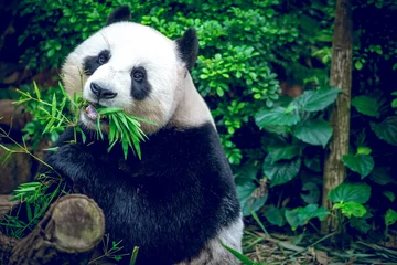Crédence en verre imprimé Panda Giant panda