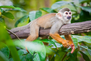 Squirrel monkey