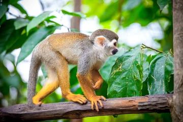 Light filtering roller blinds Monkey Squirrel monkey