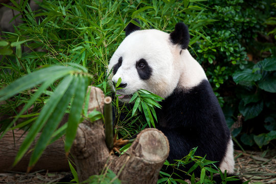 Hungry giant panda