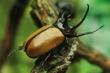 Beetle on wood
