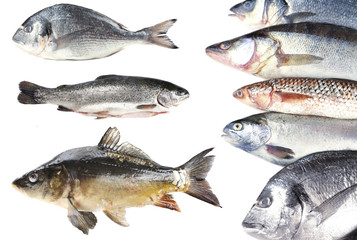 Fresh fish isolated on white