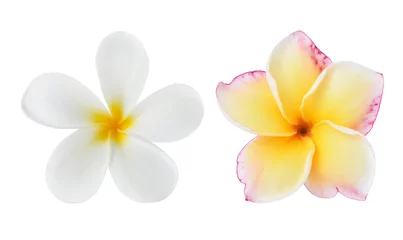 Stof per meter Tropische bloemen frangipani (plumeria) geïsoleerd op witte backgro © nipaporn