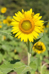 Obraz premium Closeup sun flower