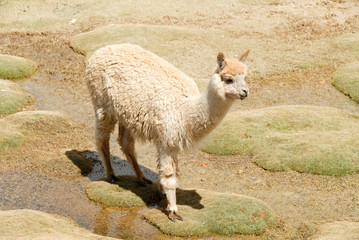 Fototapeta premium Llama in a mountain landscape, Peru