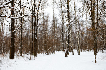 Edge of the snow covered forest