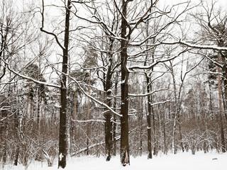 snowy oaks and pine trees in winter forest