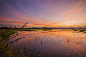 reflections old field rice in twilight time background ,Thailand