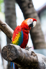 Scarlet macaw sitting on log
