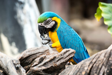 Couple blue-and-yellow macaw (Ara ararauna) nibble pebble
