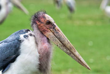 Marabou stork close up