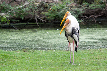 Twin Painted stork on green field