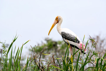 Painted stork standing on branch