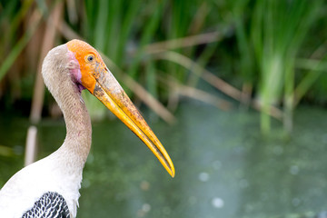 Painted stork close up