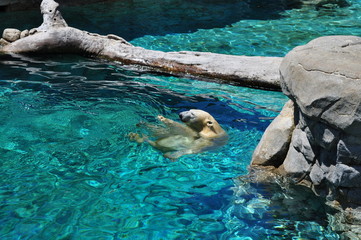Fototapeta premium Polar bear swimming in blue water