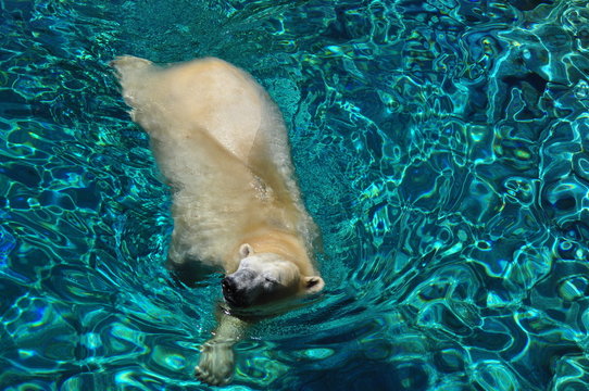 Polar bear swimming in blue water
