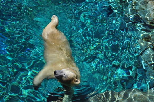 Wild Polar bear swimming in blue water