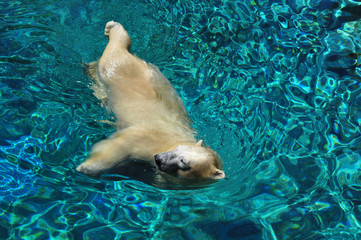 Polar bear swimming in blue water