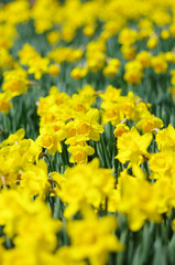 Obraz premium 黄色の水仙の花畑