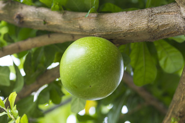 Pamela tree with fruits,Indonesia