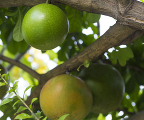 Pamela tree with fruits,Indonesia