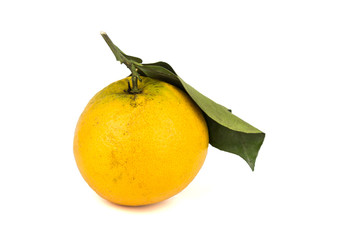 Tropical Highland orange