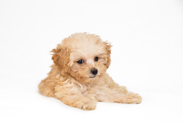 Poodle puppy in resting position
