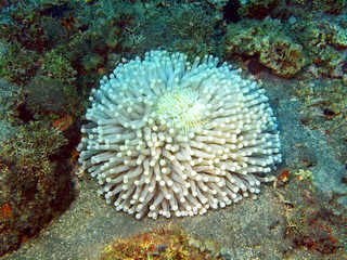 Naklejka premium Sea anemone, Island Bali, Tulamben