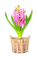 Pink hyacinth