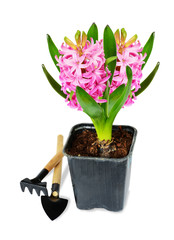 Pink hyacinth