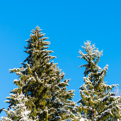 snowy winter trees on bright blue sky