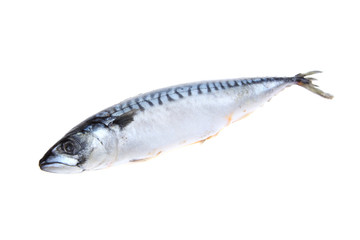 Raw fish