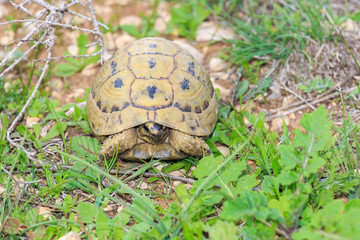 Small young turtle in a grass
