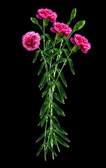 carnation flowers isolated on black background