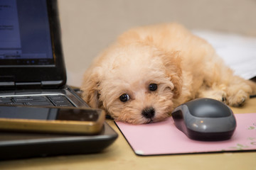 Puppy resting on desk with laptop