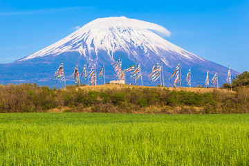 Fototapeta premium Carp banners and Mount Fuji at 5th, May