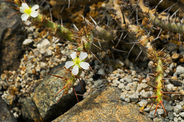 Sarcocaulon herrei, Geraniaceae, South Africa (Cape Province)