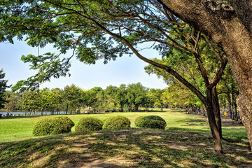 View of green trees in the city park