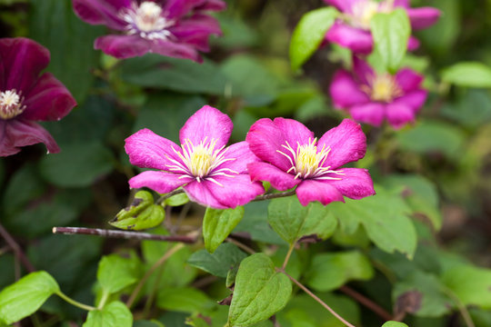 Red purple clematis flowers