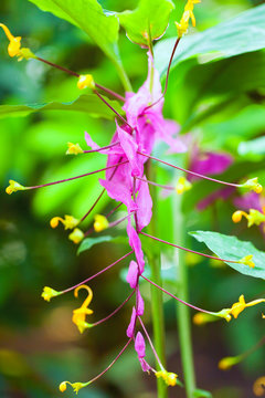 Close up of Globba, ZINGIBERACEAE, Myanmar