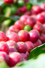 Coffee beans on tree in Chiangmai Thailand
