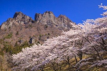 Cherry tree and Mt. Myogi in spring