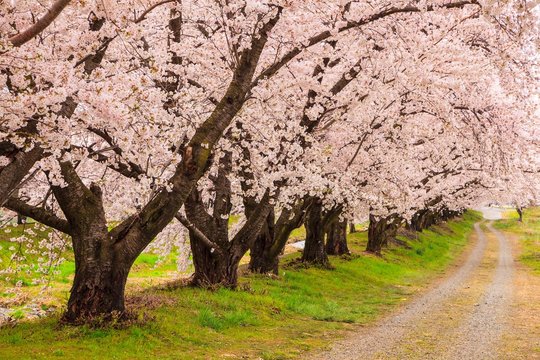 Cherry blossoms bloom path