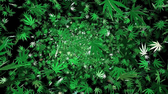 Flying cannabis leaves on a black background
