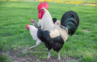 Cockerel and chicken over grass, shallow depth of field